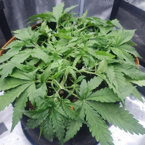 Orange Sherbet Auto #3. Week 4 - Day 26