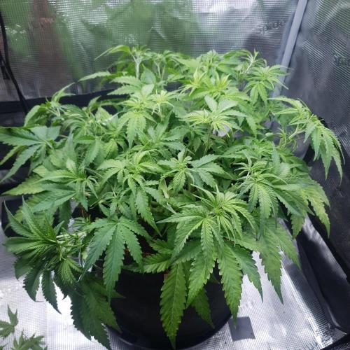 Orange Sherbet Auto. Week 6