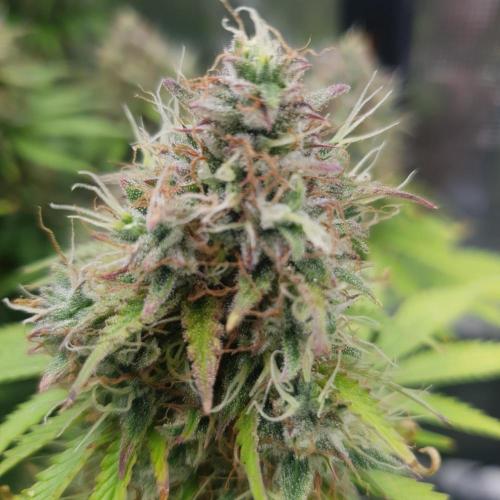 Blueberry Auto #2. Week 11 - Day 82