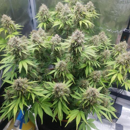 Blueberry Auto #2. Week 11 - Day 84