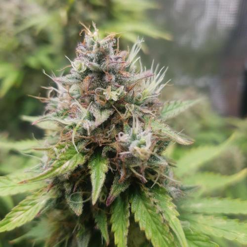 Blueberry Auto #2. Week 11 - Day 84