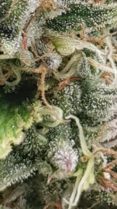 Blueberry Auto. Week 13