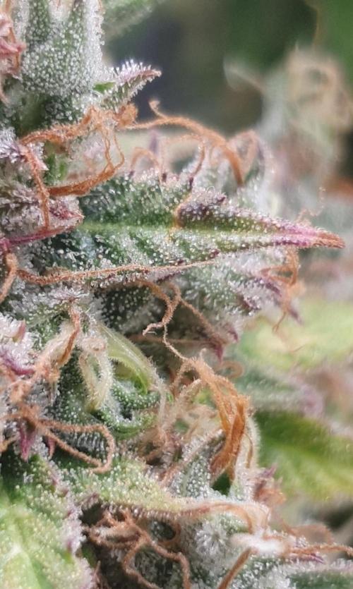 Blueberry Auto #2. Week 13 - Day 88