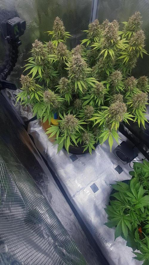 Blueberry Auto #2
