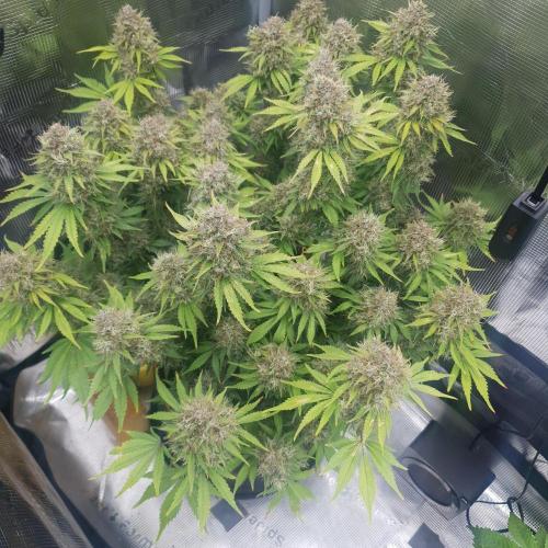 Blueberry Auto #2. Week 13 - Day 90