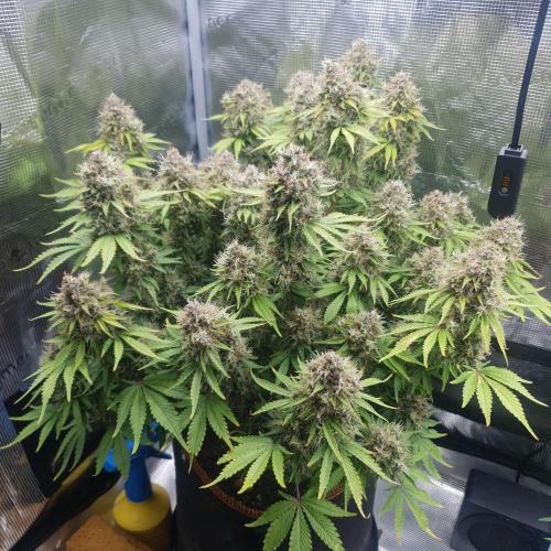 Blueberry Auto #2. Week 14 - Day 92