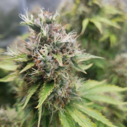 Blueberry Auto #2. Week 14 - Day 92
