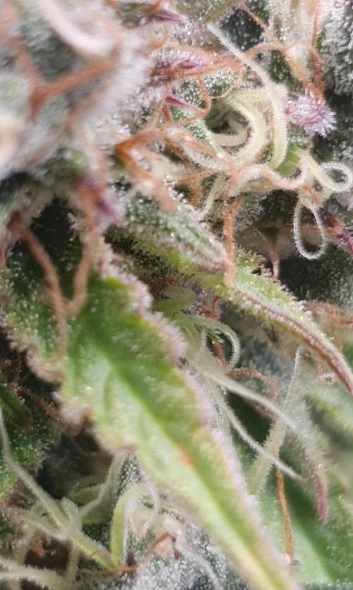 Blueberry Auto #2. Week 14 - Day 94