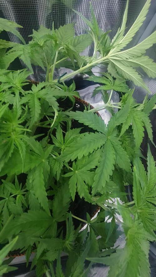 Orange Sherbet Auto #3
