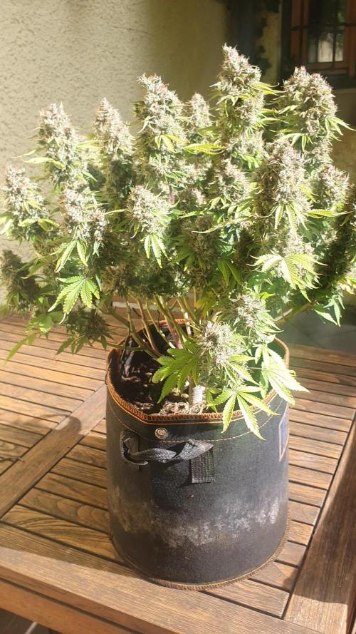 Blueberry Auto #2