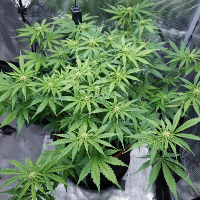 Orange Sherbet Auto #3. Week 7 - Day 45