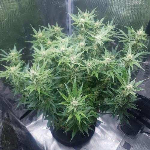 Orange Sherbet Auto #3. Week 8 - Day 56