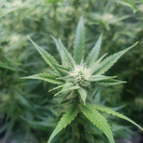 Orange Sherbet Auto #3. Week 8 - Day 56