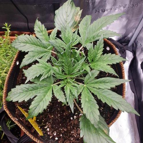 Orange Sherbet #2. Week 4 - Day 24