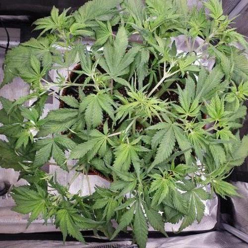 Tropicana Cookies Auto #1. Week 5 - Day 33