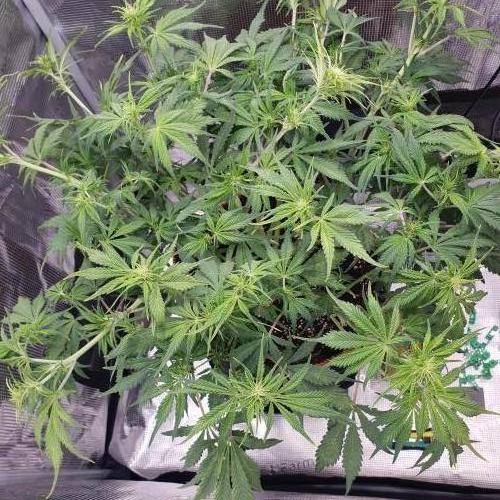 Tropicana Cookies Auto #1. Week 7 - Day 44