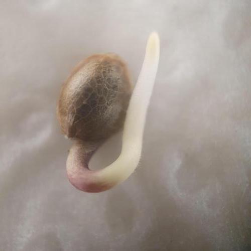 Orange Sherbet #2. Week 0 - 113h