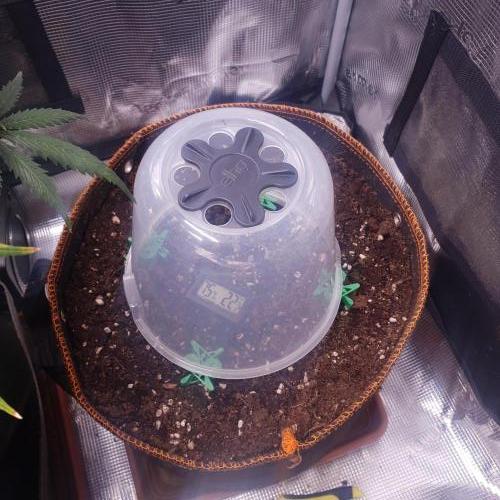 Tropicana Cookies Auto #1. Week 0 - 142h