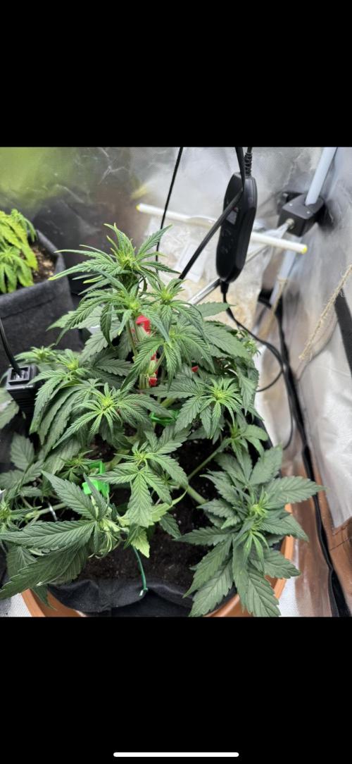 3rd Run. Week 5 - Bruce keeps getting bigger 