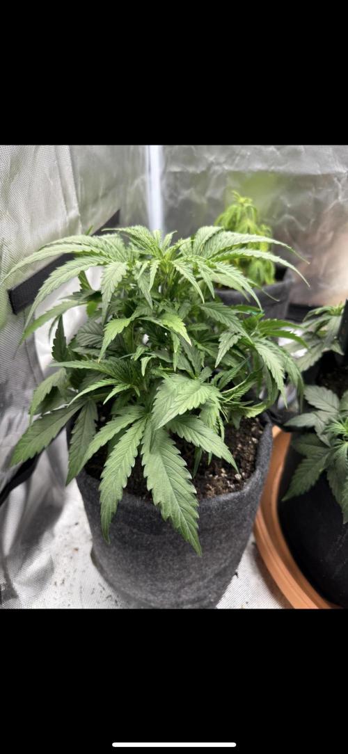 3rd Run. Week 5 - Same Like Bruce Little slower 