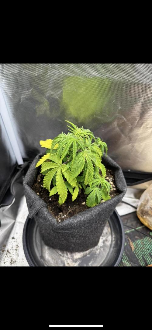 3rd Run. Week 5 - Still dont know :(