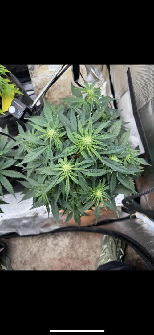 3rd Run. Week 6 - Bruce now fully started flowering 