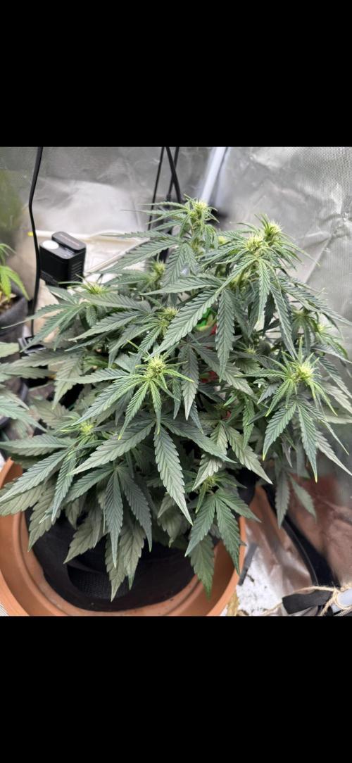 3rd Run. Week 6 - And bigger again 