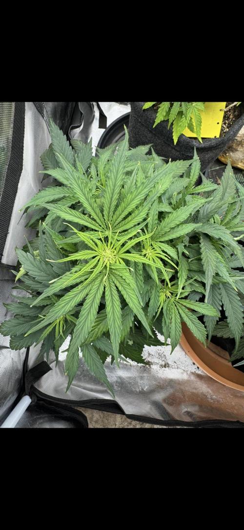 3rd Run. Week 6 - Green Crack also started 