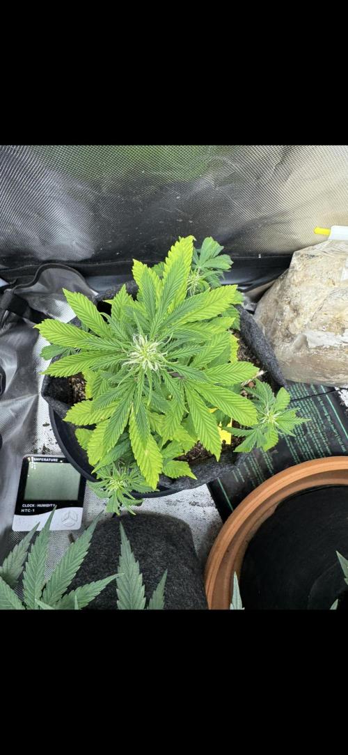 3rd Run. Week 6 - And the Underdog Fresh Candy Finals Starts looking normal i guess :D