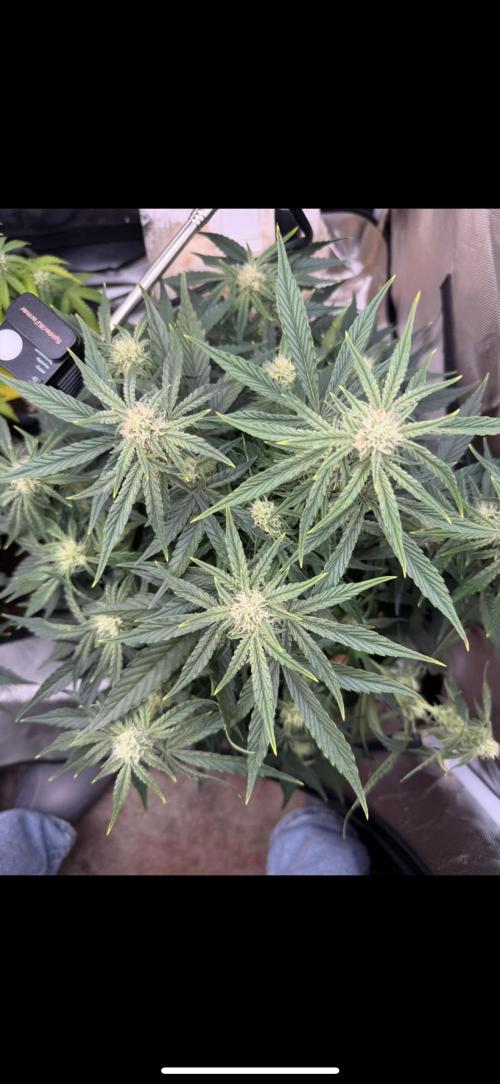 3rd Run. Week 6 - Bruce Banner at the end of the week 