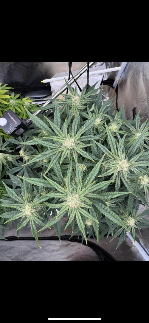 3rd Run. Week 7 - Bruce Banner at the start of the week 