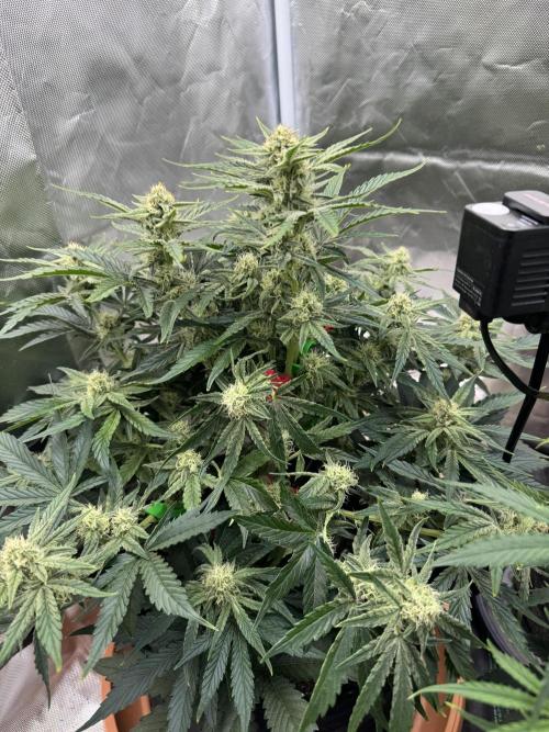 3rd Run. Week 7 - Bruce Banner 3 days After the First Foto 