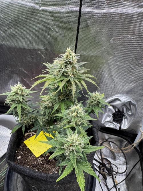 3rd Run. Week 8 - The Fresh Candy did a lot this Week all pics from now are the end of Week 8 