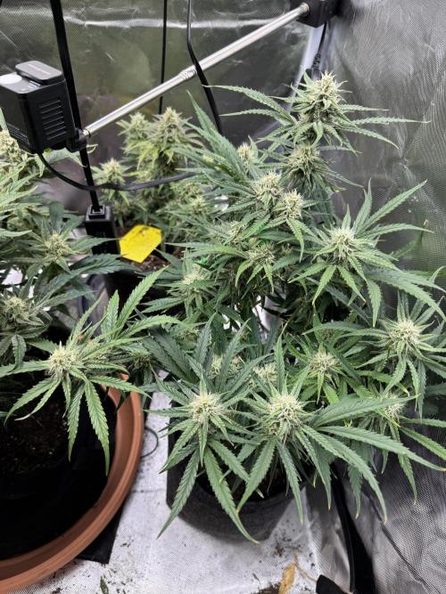 3rd Run. Week 8 - The Green Crack is still slowest but sativas always Need more ive been told :D