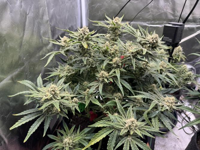 3rd Run. Week 8 - And Bruce really is getting a Monster i love it !