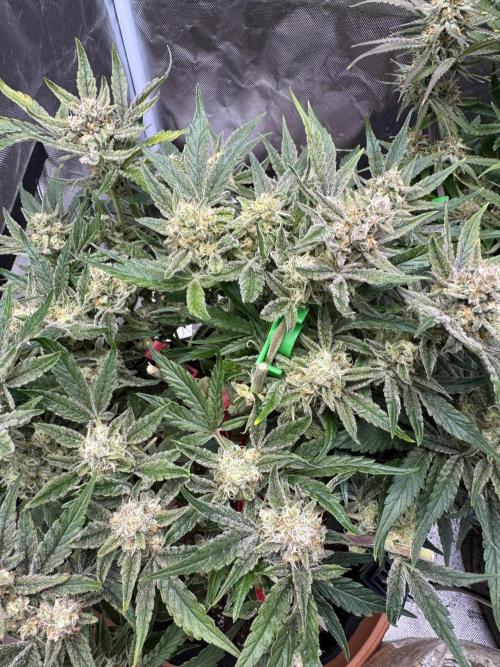 3rd Run. Week 9 - Chopped the First buds results coming soon ! First try dryferm 