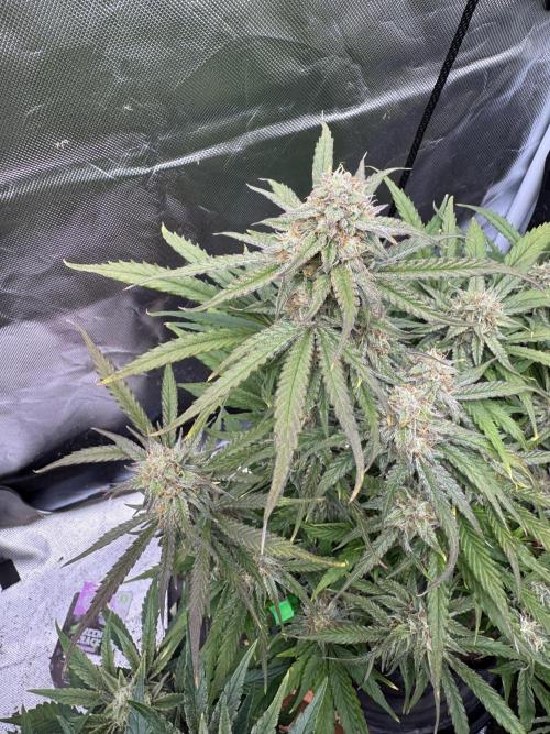 3rd Run. Week 9 - The Green Crack also Looks Great 