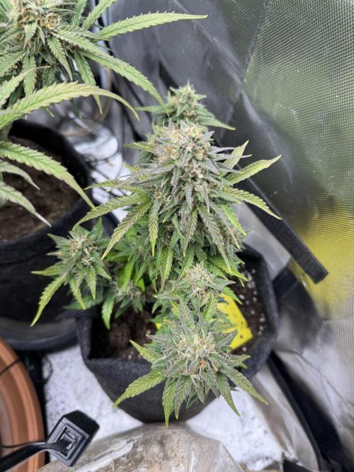 3rd Run. Week 9 - And the Fresh Candy i would say is almost done but has almost mi amber 🤔