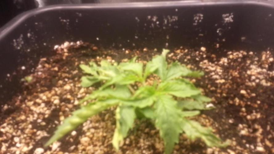 Don't Get Your Panties in a Punch - sorry