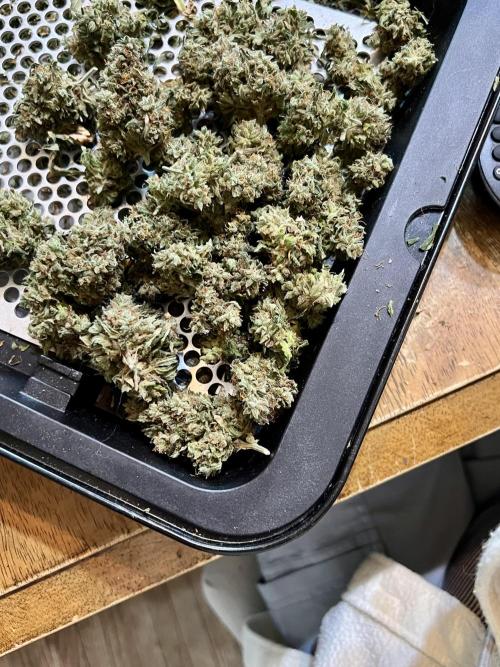 GrannyGrowingWeed