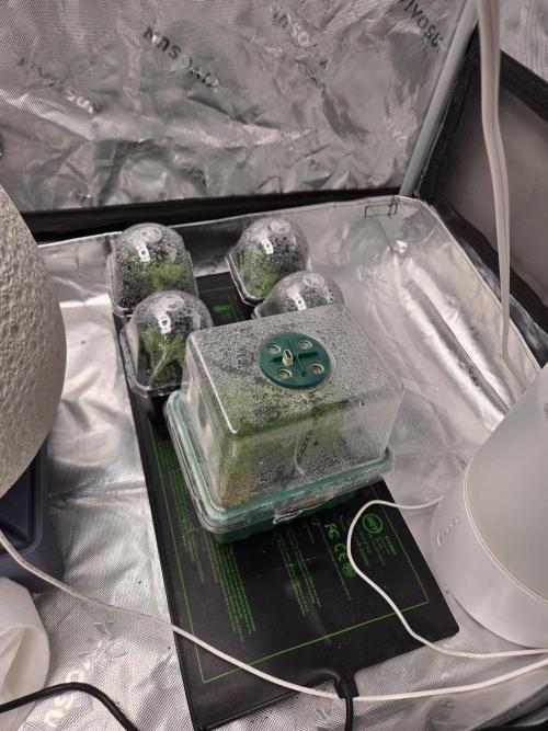 Funk MTN Rosin Run. Week 0