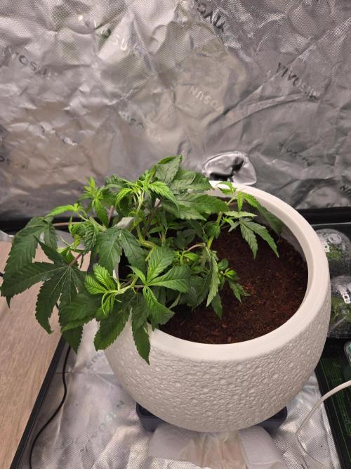 Funk MTN Rosin Run. Week 0