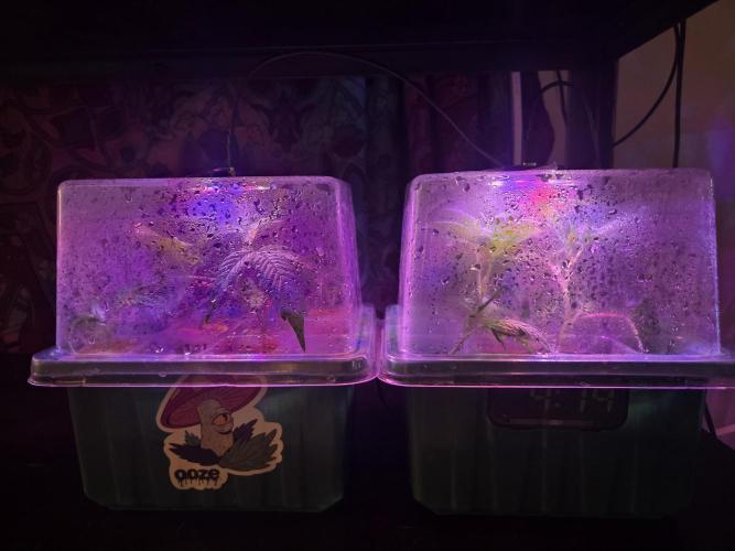 Funk Mountain Rosin Run. Week 0