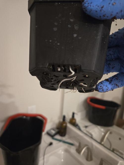 Funk Mountain Rosin Run. Week 1