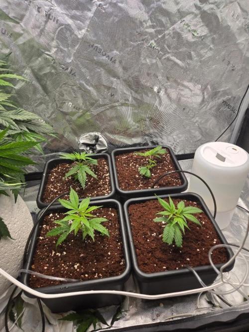 Funk Mountain Rosin Run. Week 1