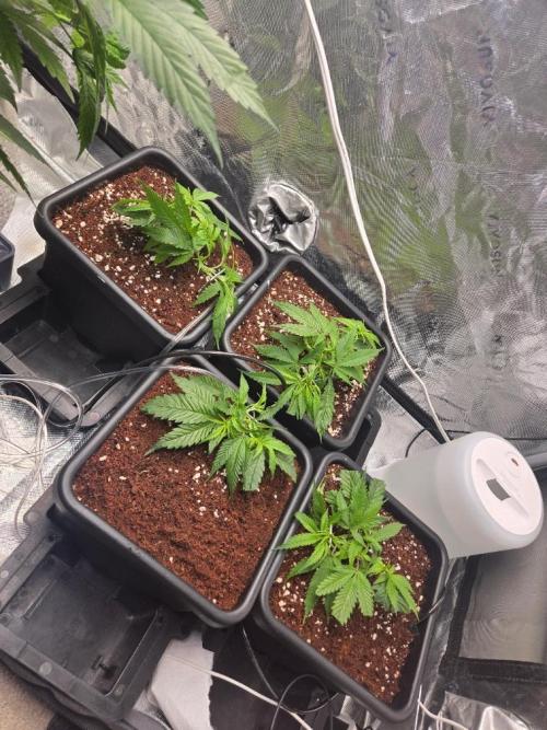 Funk Mountain Rosin Run. Week 2