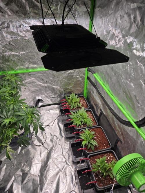 Funk Mountain Rosin Run. Week 2