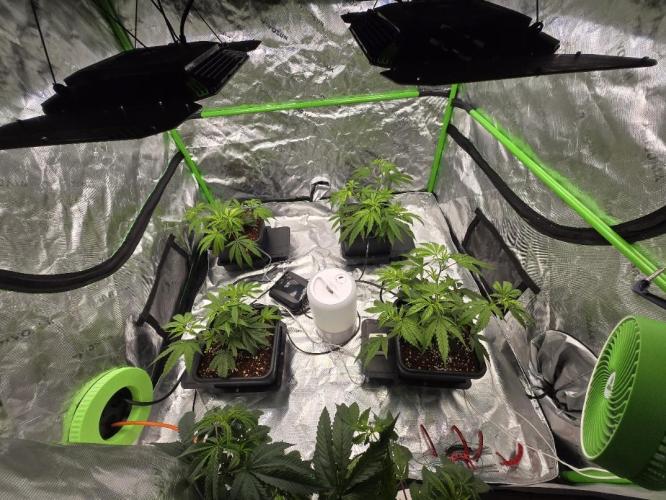Funk Mountain Rosin Run. Week 3