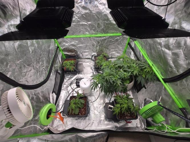 Funk Mountain Rosin Run. Week 3