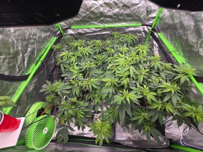Funk Mountain Rosin Run. Week 5